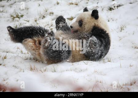 (180110) -- XI AN, 10. Januar 2018 -- Ein riesiger Panda spielt im Schnee im Xi an Qinling Zoological Park am Fuße der Qinling Mountains in Xi an, Hauptstadt der nordwestchinesischen Provinz Shaanxi, 7. Januar 2018. ) (Syh) CHINA-SHAANXI-WINTER-RIESE PANDA GouxBingchen PUBLICATIONxNOTxINxCHN Stockfoto