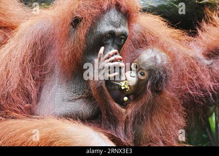 (180111) -- SINGAPUR, 11. Januar 2018 -- Ein borneanisches Orang-Utan-Baby klammert sich an seine Mutter während einer Medientour mit neugeborenen Tieren im Zoo von Singapur am 11. Januar 2018. Die Tiere unter der Obhut des Wildlife Reserves Singapore (WRS) brachten 2017 über 540 Babys zur Welt. (Djj) SINGAPORE-ZOO-NEWBORN ANIMALS ThenxChihxWey PUBLICATIONxNOTxINxCHN Stockfoto