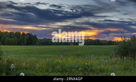 Eine Weissschwanzhirsche wandert durch ein Heufeld, während die Sonne im Norden von Wisconsin untergeht. Stockfoto