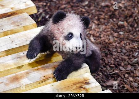 Unterhaltung Bilder der Woche Themen der Woche Bilder des Tages Panda-Nachwuchs im Zooparc de Beauval in Saint-AIGNAN (180113) -- SAINT-AIGNAN, 13. Januar 2018 -- Foto aufgenommen am 13. Januar 2018 zeigt das Panda-Baby Yuan Meng in Zooparc de Beauval, Saint-Aigan, Frankreich. Yuan Meng, das erste in Frankreich geborene Panda-Jungtier, debütiert am Samstagmorgen bei der Öffentlichkeit. (LRZ) FRANCE-SAINT-AIGNAN-ZOOPARC DE BEAUVAL-PANDA BABY-YUAN MENG CHENXYICHEN PUBLICATIONXNOTXINXCHN Stockfoto