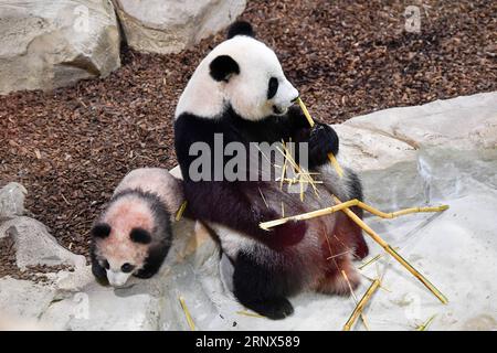 Panda-Nachwuchs im Zooparc de Beauval in Saint-AIGNAN (180113) -- SAINT-AIGNAN, 13. Januar 2018 -- Foto aufgenommen am 13. Januar 2018 zeigt das Panda-Baby Yuan Meng und seine Mutter Huan Huan in Zooparc de Beauval, Saint-Aigan, Frankreich. Yuan Meng, das erste in Frankreich geborene Panda-Jungtier, debütiert am Samstagmorgen bei der Öffentlichkeit. (LRZ) FRANCE-SAINT-AIGNAN-ZOOPARC DE BEAUVAL-PANDA BABY-YUAN MENG CHENXYICHEN PUBLICATIONXNOTXINXCHN Stockfoto