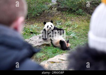 Panda-Nachwuchs im Zooparc de Beauval in Saint-Aignan (180113) -- SAINT-AIGNAN, 13. Januar 2018 -- Besucher beobachten den männlichen Riesenpanda Yuan Zi, den Vater des Panda-Babys Yuan Meng am 13. Januar 2018 im Zooparc de Beauval in Saint-Aignan, Frankreich. Yuan Meng, das erste in Frankreich geborene Panda-Jungtier, debütiert am Samstagmorgen bei der Öffentlichkeit. (LRZ) FRANCE-SAINT-AIGNAN-ZOOPARC DE BEAUVAL-PANDA BABY-YUAN MENG CHENXYICHEN PUBLICATIONXNOTXINXCHN Stockfoto