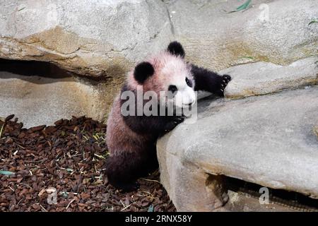 Panda-Nachwuchs im Zooparc de Beauval in Saint-Aignan (180113) -- SAINT-AIGNAN, 13. Januar 2018 -- Foto aufgenommen am 13. Januar 2018 zeigt das Panda-Baby Yuan Meng in Zooparc de Beauval, Saint-Aigan, Frankreich. Yuan Meng, das erste in Frankreich geborene Panda-Jungtier, debütiert am Samstagmorgen bei der Öffentlichkeit. (LRZ) FRANCE-SAINT-AIGNAN-ZOOPARC DE BEAUVAL-PANDA BABY-YUAN MENG CHENXYICHEN PUBLICATIONXNOTXINXCHN Stockfoto