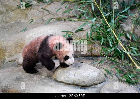 Panda-Nachwuchs im Zooparc de Beauval in Saint-Aignan (180113) -- SAINT-AIGNAN, 13. Januar 2018 -- Foto aufgenommen am 13. Januar 2018 zeigt das Panda-Baby Yuan Meng in Zooparc de Beauval, Saint-Aigan, Frankreich. Yuan Meng, das erste in Frankreich geborene Panda-Jungtier, debütiert am Samstagmorgen bei der Öffentlichkeit. (LRZ) FRANCE-SAINT-AIGNAN-ZOOPARC DE BEAUVAL-PANDA BABY-YUAN MENG CHENXYICHEN PUBLICATIONXNOTXINXCHN Stockfoto