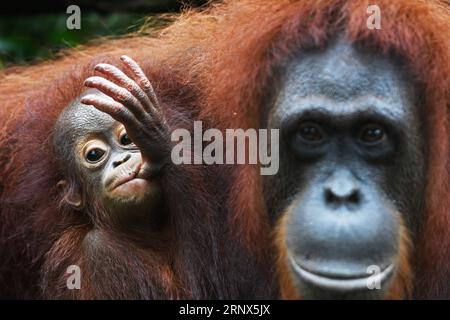 (180114) -- PEKING, 14. Januar 2018 -- Ein borneanisches Orang-Utan-Baby klammert sich an seine Mutter während einer Medientour mit neugeborenen Tieren im Zoo von Singapur am 11. Januar 2018. ) XINHUA FOTO WÖCHENTLICHE AUSWAHL ThenxChihxWey PUBLICATIONxNOTxINxCHN Stockfoto