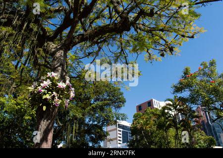 Rio de Janeiro, Brasilien, Südamerika: Orchideen, die am Stamm eines Baumes im Stadtzentrum wachsen Stockfoto