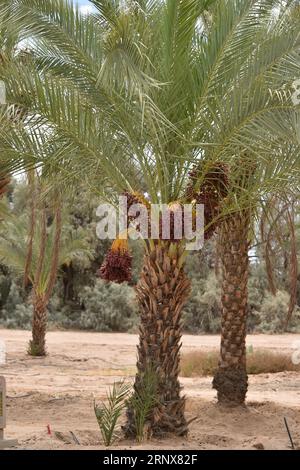 Yuma, AZ USA. 14.03.2023. Martha’s Gardens Medjool Date Farm wurde 1990 von Nels Rogers und seiner Frau Martha gegründet. Stockfoto