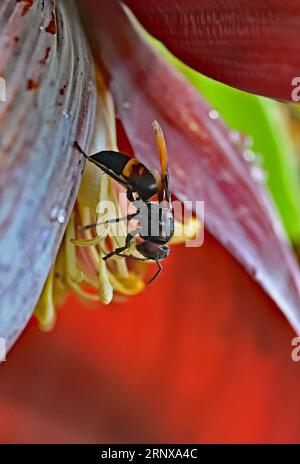 Asian Giant Hornet alias Murder Hornet Sammeln von Nektar von Banana Flowers. Stockfoto