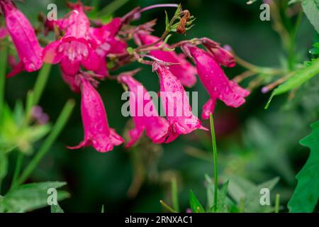 Schöne Blumen im Park Stockfoto