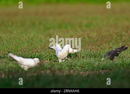 Phantail Pigeon - Columba livia domestica Stockfoto