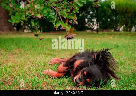 Russischer Spielzeugterrier Happy Dog Stockfoto