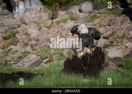 Weißkopfseeadler auf einem Stumpf, Utah Stockfoto