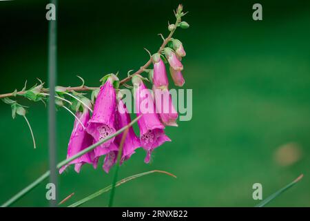 Schöne Blumen im Park Stockfoto