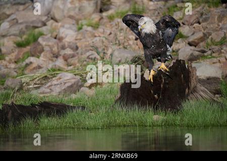 Weißkopfseeadler auf einem Stumpf, Utah Stockfoto