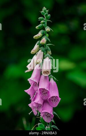 Schöne Blumen im Park Stockfoto