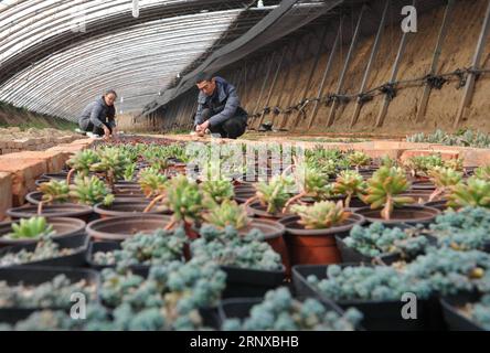 (180121) -- RENQIU, 21. Januar 2018 -- Xu Mengjiao (L) und Tian Zhendong arrangieren saftige Pflanzen in einem Gewächshaus in Renqiu City, nordchinesische Provinz Hebei, 21. Januar 2018. Tian Zhendong und Xu Mengjiao, ein Paar aus Renqiu, kündigten ihre Arbeit und begannen Anfang 2017 mit dem sukkulenten Pflanzengeschäft. Nach einem Jahr der Entwicklung hat ihr Garten mehr als 300 Arten von Sukkulenten eingeführt und 200.000 Pflanzen angebaut, und sie erbringt Vorteile durch Online- und Offline-Verkauf. ) (Zwx) CHINA-HEBEI-PAAR-SUKKULENTEN PFLANZEN (CN) MuxYu PUBLICATIONxNOTxINxCHN Stockfoto