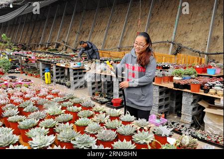 (180121) -- RENQIU, 21. Januar 2018 -- Xu Mengjiao (Front) Waters Sukkulent Plants at a Greenhouse in Renqiu City, North China s Hebei Province, 21. Januar 2018. Tian Zhendong und Xu Mengjiao, ein Paar aus Renqiu, kündigten ihre Arbeit und begannen Anfang 2017 mit dem sukkulenten Pflanzengeschäft. Nach einem Jahr der Entwicklung hat ihr Garten mehr als 300 Arten von Sukkulenten eingeführt und 200.000 Pflanzen angebaut, und sie erbringt Vorteile durch Online- und Offline-Verkauf. ) (Zwx) CHINA-HEBEI-PAAR-SUKKULENTEN PFLANZEN (CN) MuxYu PUBLICATIONxNOTxINxCHN Stockfoto