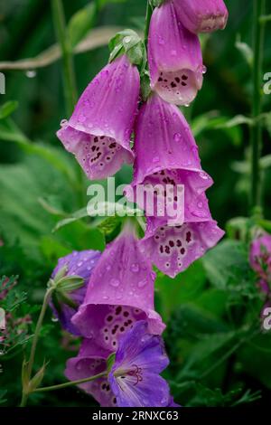 Schöne Blumen im Park Stockfoto