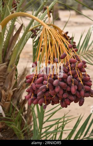 Yuma, AZ USA. 14.03.2023. Martha’s Gardens Medjool Date Farm wurde 1990 von Nels Rogers und seiner Frau Martha gegründet. Stockfoto