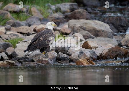 Eagle auf einem Felsen, Utah Stockfoto