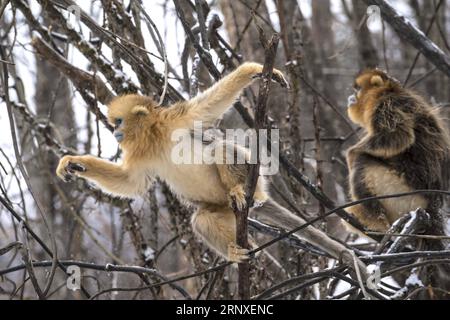 (180126) -- PEKING, 26. Januar 2018 -- Goldene Affen spielen in einer Naturschutzbasis in Shennongjia, zentralchinesische Provinz Hubei, 26. Januar 2018. Die Schutzbasis für goldene Äffchen war vor kurzem Zeuge eines Schneefalls. )(mcg) CHINA-HUBEI-SHENNONGJIA-GOLDEN MONKEY (CN) DuxHuaju PUBLICATIONxNOTxINxCHN Stockfoto