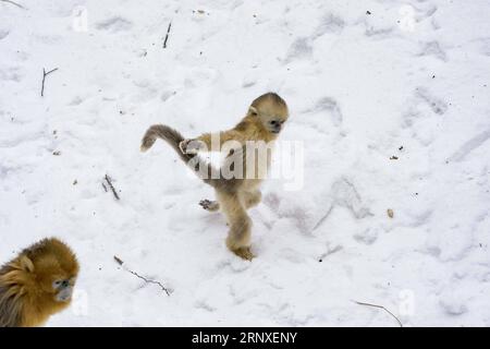 (180126) -- PEKING, 26. Januar 2018 -- Goldene Affen spielen in einer Naturschutzbasis in Shennongjia, zentralchinesische Provinz Hubei, 26. Januar 2018. Die Schutzbasis für goldene Äffchen war vor kurzem Zeuge eines Schneefalls. )(mcg) CHINA-HUBEI-SHENNONGJIA-GOLDEN MONKEY (CN) DuxHuaju PUBLICATIONxNOTxINxCHN Stockfoto