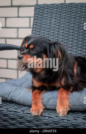 Russischer Spielzeugterrier Happy Dog Stockfoto