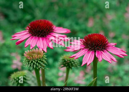 Schöne Blumen im Park Stockfoto
