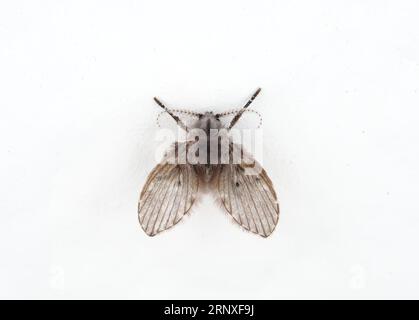 Drainefliege identifiziert als Clogmia albipunctata Stockfoto