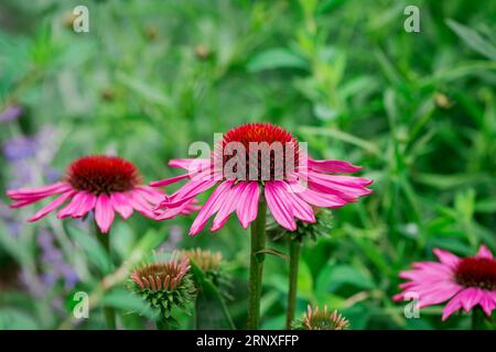 Schöne Blumen im Park Stockfoto