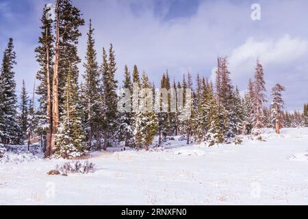 Der Frühschneesturm im Oktober im Medicine Bow National Forest entlang des landschaftlich reizvollen Highways 130 im Südosten von Wyoming. Die 29 Mile Snowy Range Road, Highway 130. Stockfoto