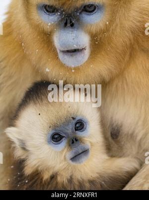(180128) -- PEKING, 28. Januar 2018 -- Goldene Affen werden in einer Naturschutzbasis in Shennongjia, Provinz Hubei in Zentralchina, 26. Januar 2018 gesehen. Die Schutzbasis für goldene Äffchen war vor kurzem Zeuge eines Schneefalls. )(mcg) XINHUA FOTO WÖCHENTLICHE ENTSCHEIDUNGEN DuxHuaju PUBLICATIONxNOTxINxCHN Stockfoto