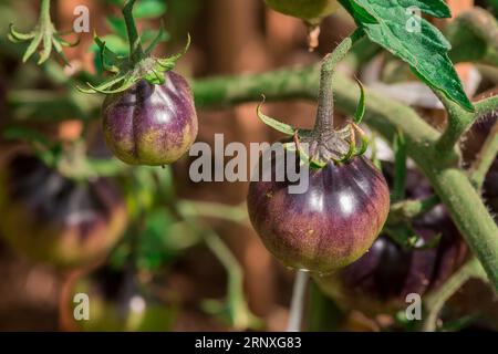 Natürlicher Hintergrund im Sommergarten mit Blumen Stockfoto