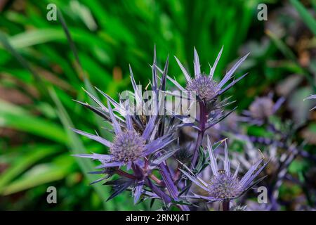 Natürlicher Hintergrund im Sommergarten mit Blumen Stockfoto
