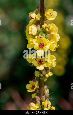 Natürlicher Hintergrund im Sommergarten mit Blumen Stockfoto