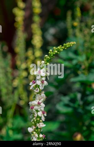 Natürlicher Hintergrund im Sommergarten mit Blumen Stockfoto