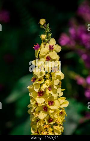 Natürlicher Hintergrund im Sommergarten mit Blumen Stockfoto