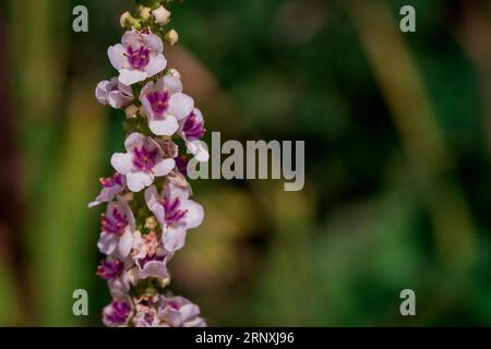 Natürlicher Hintergrund im Sommergarten mit Blumen Stockfoto