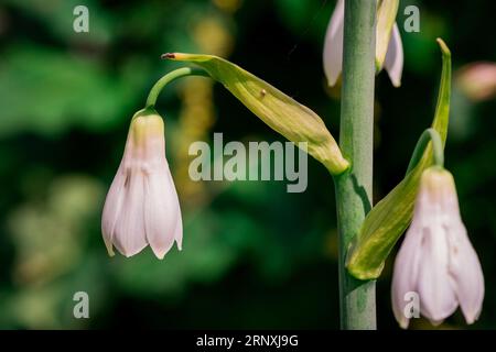 Natürlicher Hintergrund im Sommergarten mit Blumen Stockfoto