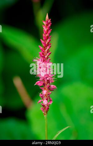 Natürlicher Hintergrund im Sommergarten mit Blumen Stockfoto