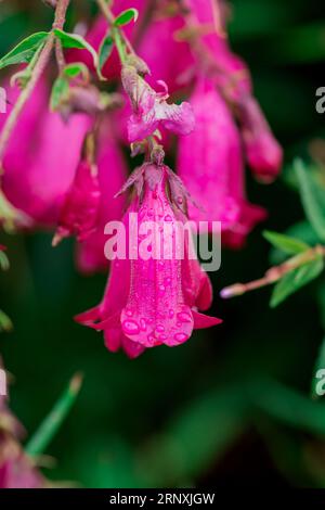 Natürlicher Hintergrund im Sommergarten mit Blumen Stockfoto