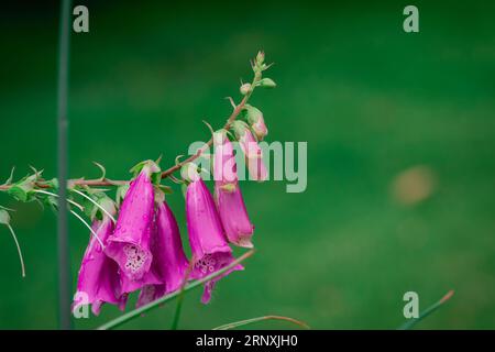 Natürlicher Hintergrund im Sommergarten mit Blumen Stockfoto