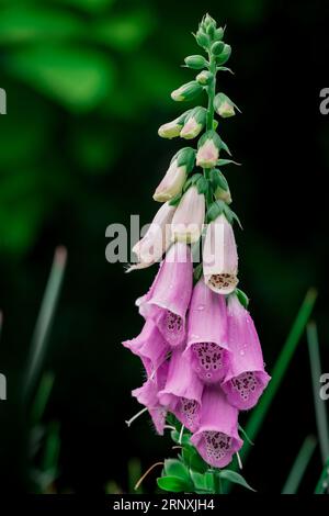 Natürlicher Hintergrund im Sommergarten mit Blumen Stockfoto