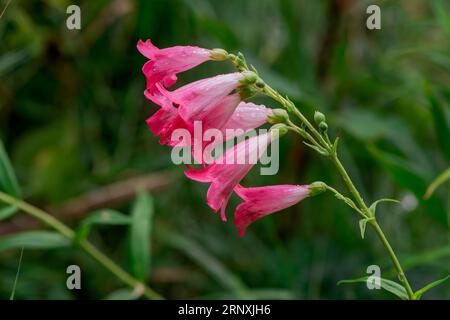 Natürlicher Hintergrund im Sommergarten mit Blumen Stockfoto