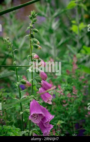 Natürlicher Hintergrund im Sommergarten mit Blumen Stockfoto
