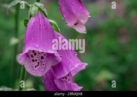 Natürlicher Hintergrund im Sommergarten mit Blumen Stockfoto