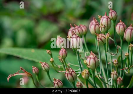 Natürlicher Hintergrund im Sommergarten mit Blumen Stockfoto
