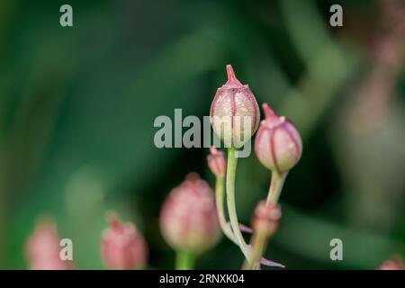 Natürlicher Hintergrund im Sommergarten mit Blumen Stockfoto