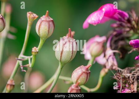 Natürlicher Hintergrund im Sommergarten mit Blumen Stockfoto