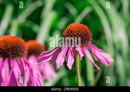 Natürlicher Hintergrund im Sommergarten mit Blumen Stockfoto